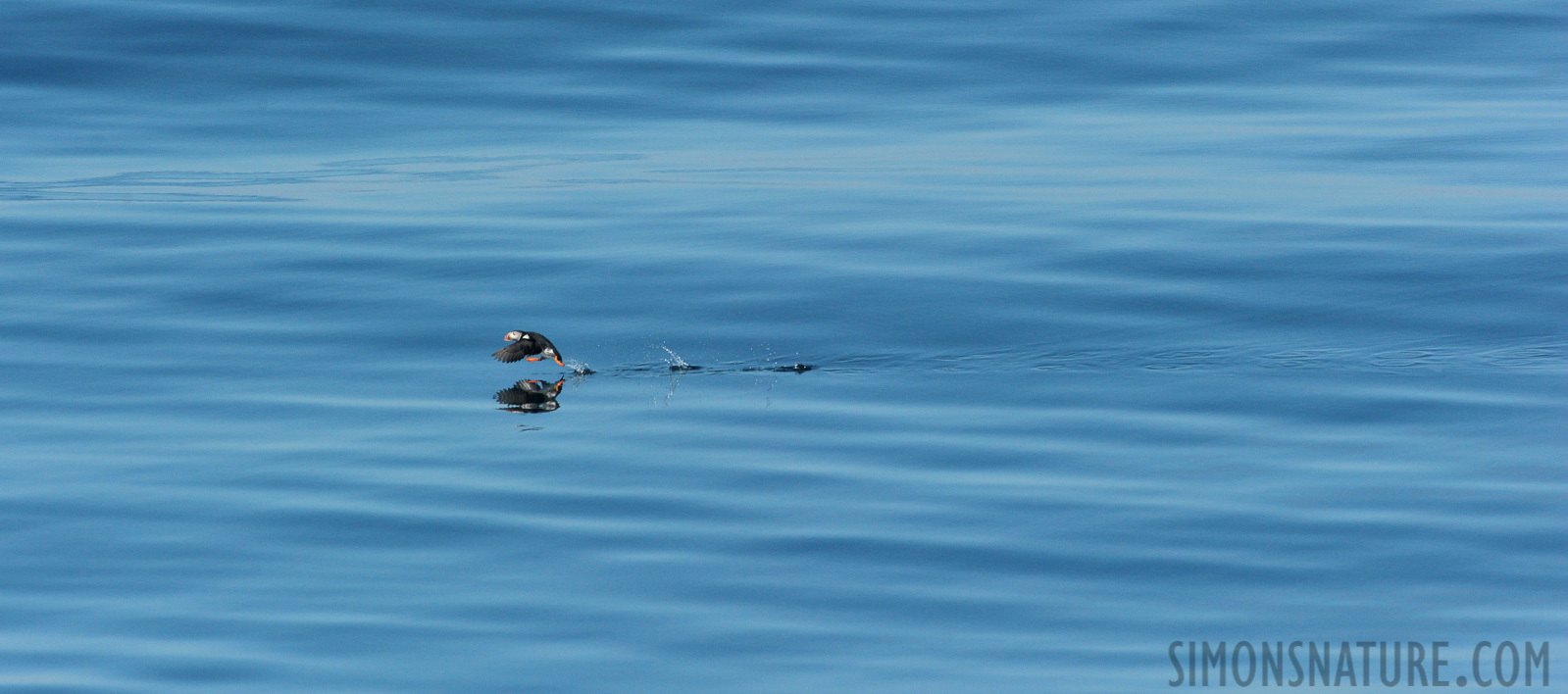 Fratercula arctica naumanii [550 mm, 1/2500 sec at f / 10, ISO 1600]